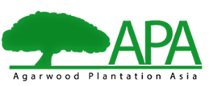Agar Plantation Asia Trees