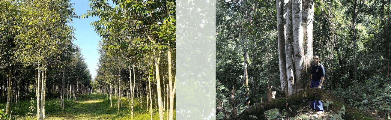 Agarwood Plantation Asia 1