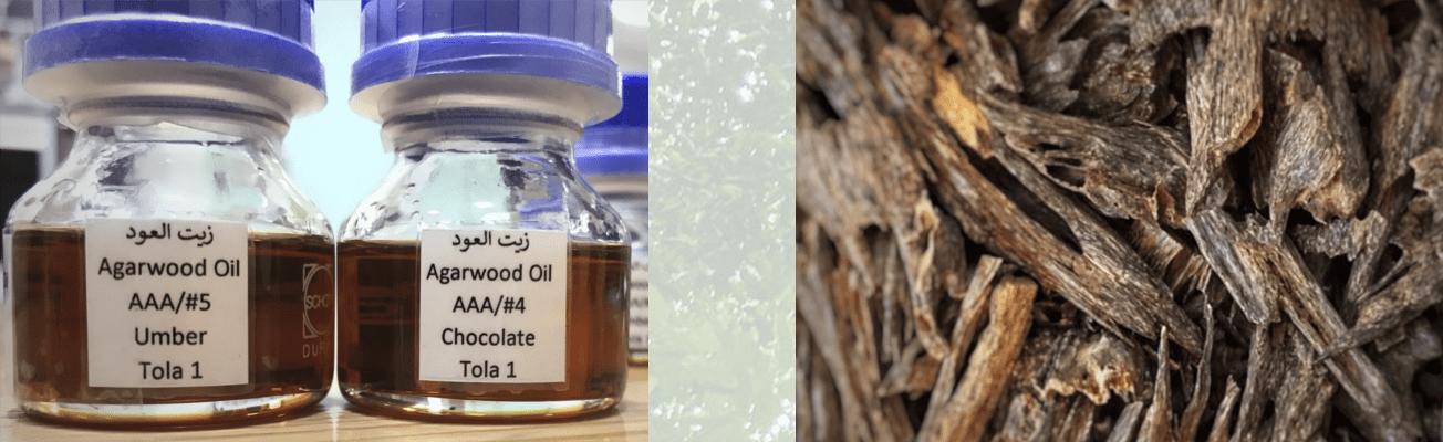 Agarwood Plantation Asia 2